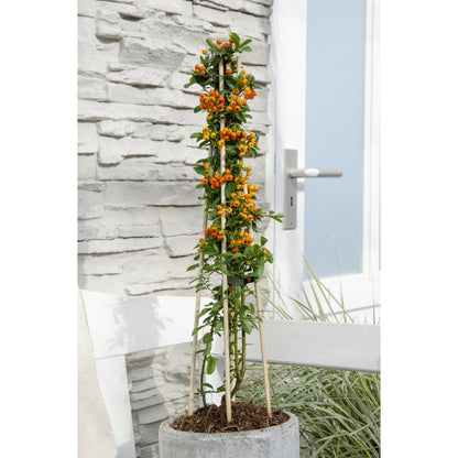 Pyracantha 'Orange Glow' - Ø15cm - ↕65cm