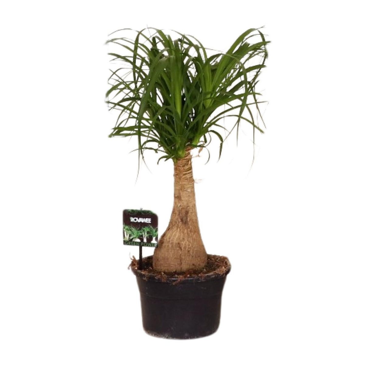 Beaucarnea Nolina - Ø19 ↕60