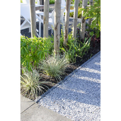 Lomandra longifolia 'White Sands' - Ø19cm - ↕40cm