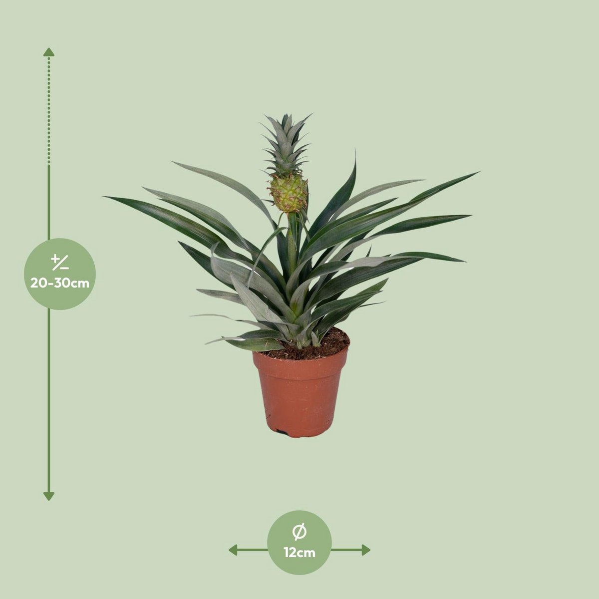 Bromelia pineapple - Ø12cm - ↕30cm