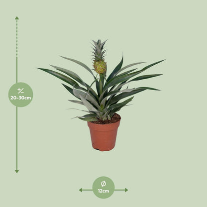 Bromelia pineapple - Ø12cm - ↕30cm