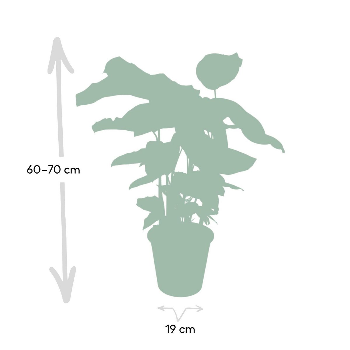 Calathea Whitestar - Peacock plant - 50cm - Ø19