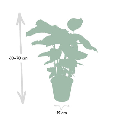 Calathea Whitestar - Peacock plant - 50cm - Ø19