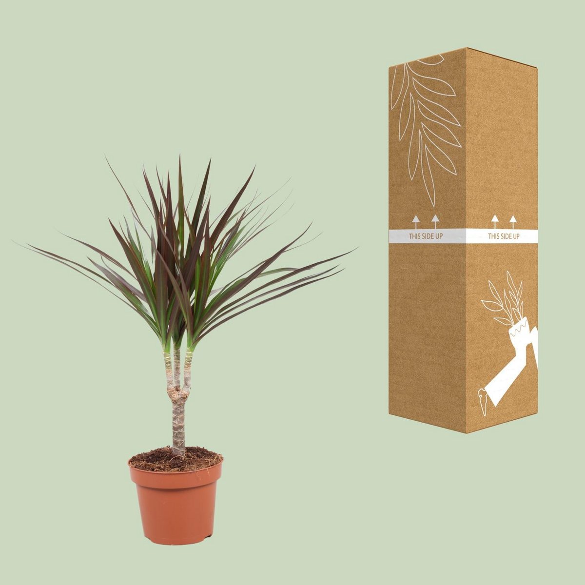 Dracaena Magenta Enkele Stam - Hoogte 50-55 | [P12-H50]