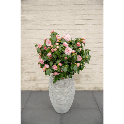 Camellia Japonica Bonomiana - Ø19 - ↨65cm