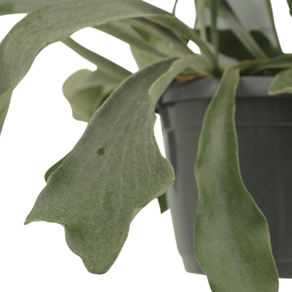 Platycerium Netherlands Hang - Staghorn fern - Ø17cm - ↕30cm