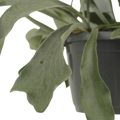 Platycerium Netherlands Hang - Staghorn fern - Ø17cm - ↕30cm