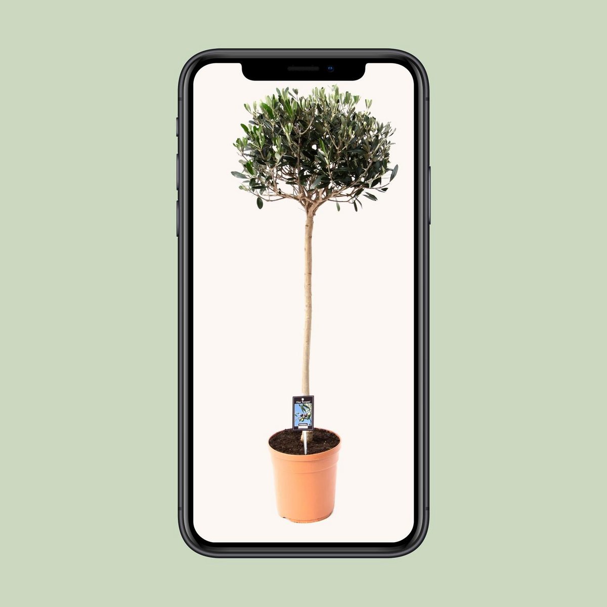 Olive Olea | [P19-H80]