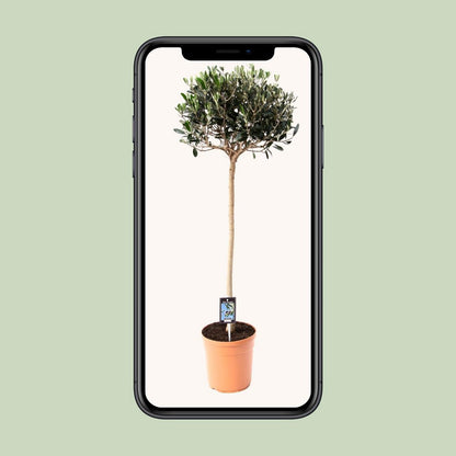 Olive Olea | [P19-H80]