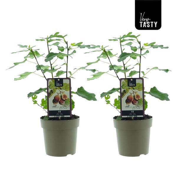 Ficus Brown Turkey (15018) - 2 pieces - Ø15cm - ↕40cm
