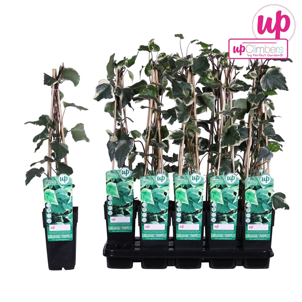 Hedera algeriensis 'Gloire de Maren' - ↕65cm - Ø15