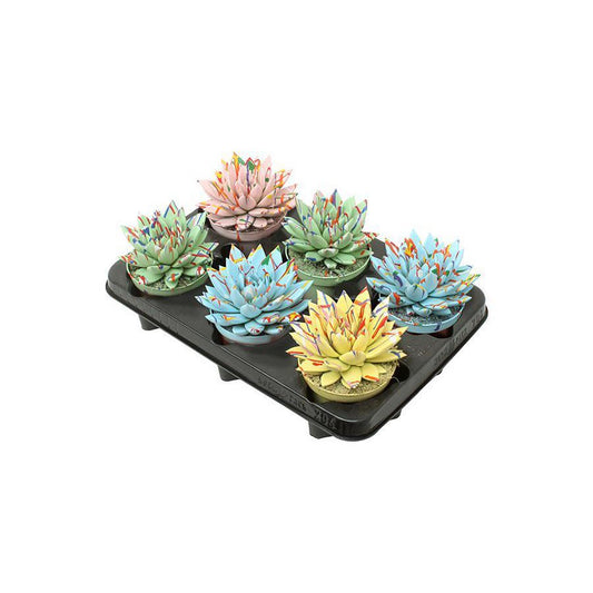 Echeveria Coloured Splash Pastel Mix - 6 stuks - Ø10,5cm - ↕13cm