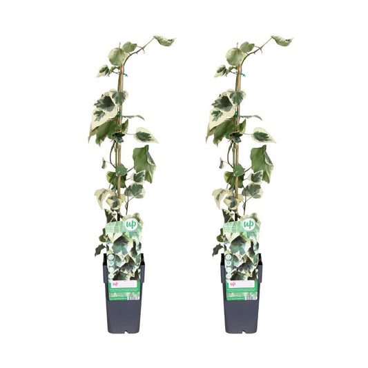 Hadera Colchica Dentata Variata - 2 Stuks - Ø15cm - ↕65cm