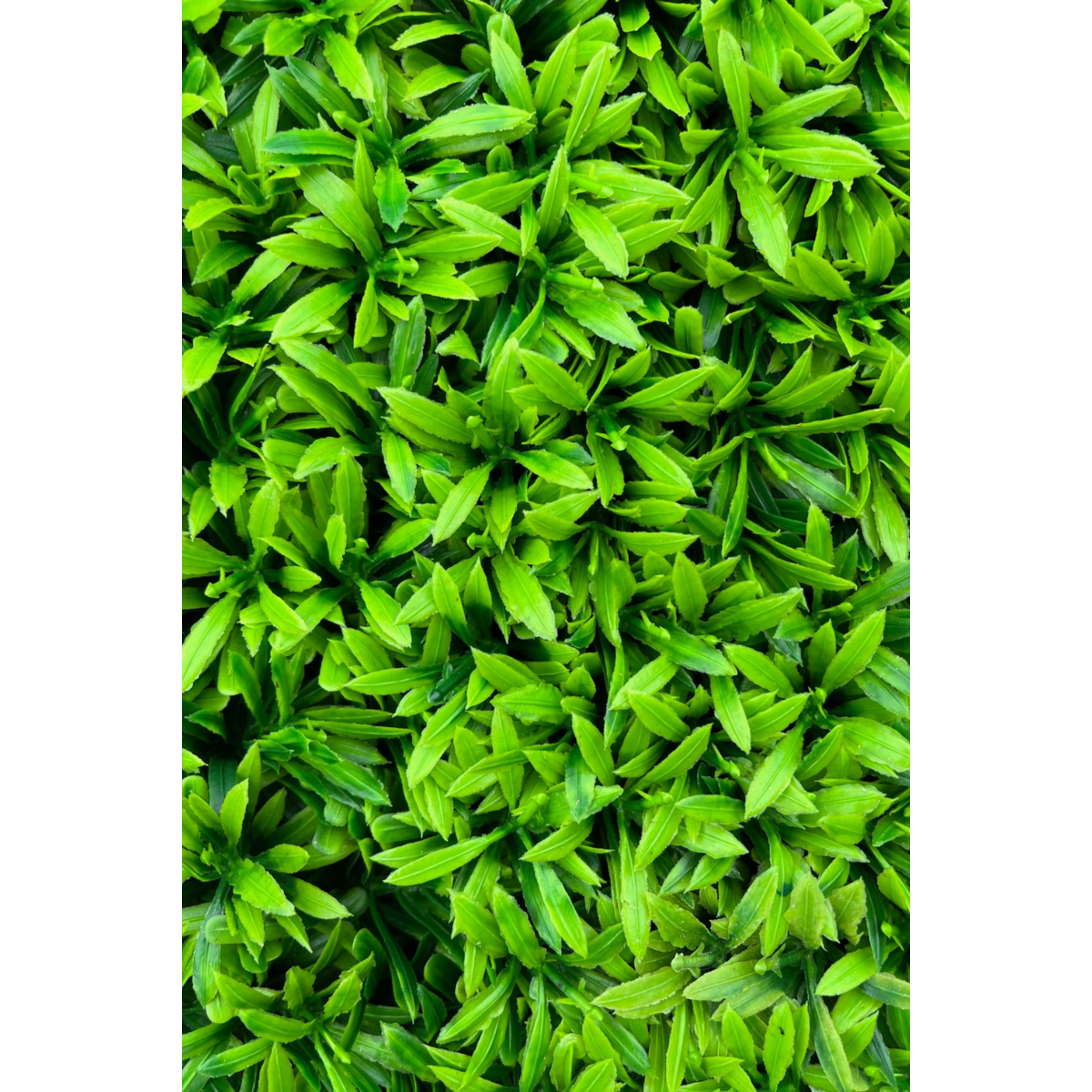 Artificial hedge Green 50x50cm UV