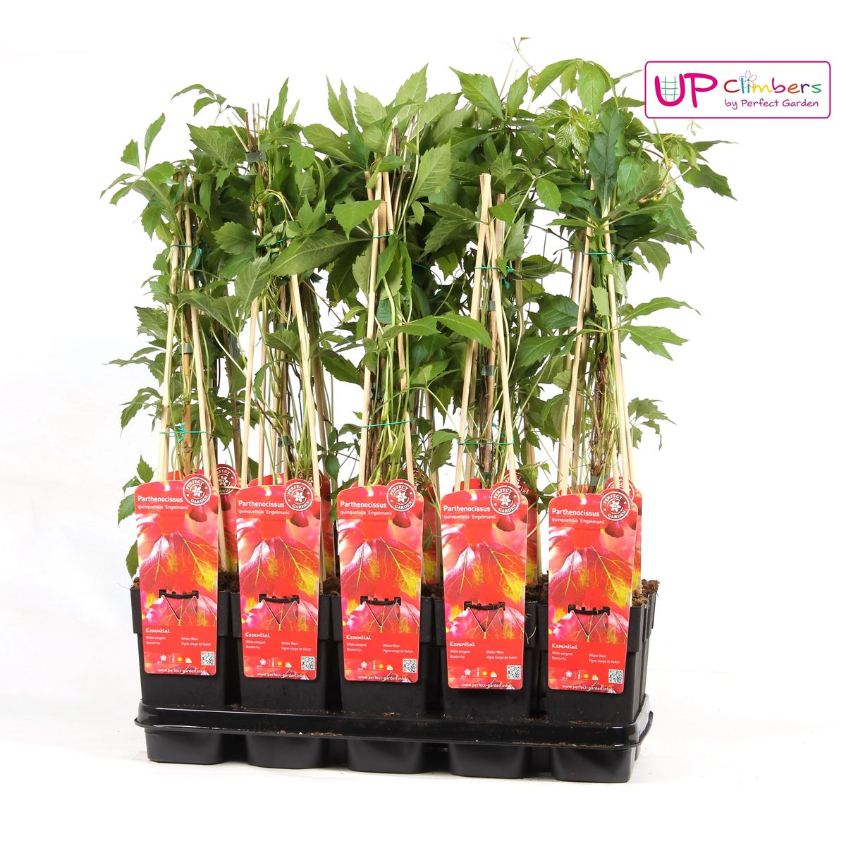 Parthenocissus q. var. 'Engelmannii' - ↕65cm - Ø15