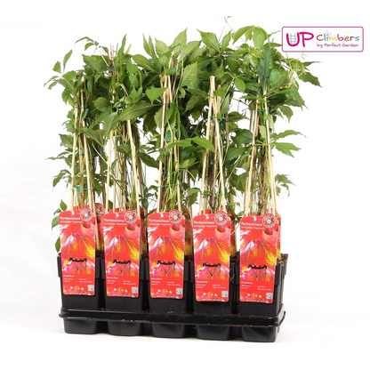 Parthenocissus q. var. 'Engelmannii' - ↕65cm - Ø15