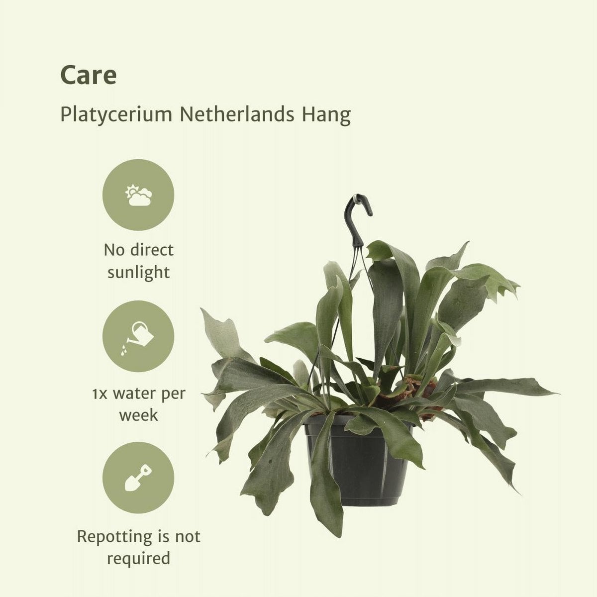 Platycerium Netherlands Hang - Staghorn fern - Ø17cm - ↕30cm