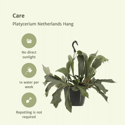Platycerium Netherlands Hang - Staghorn fern - Ø17cm - ↕30cm
