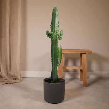 Euphorbia Acrurensis - Cactus - Ø17cm - ↕50cm