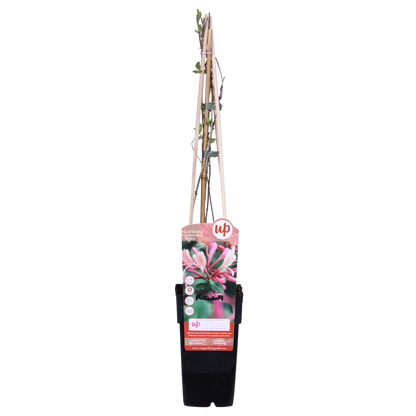 3x - Lonicera periclymenum 'Belgica' - ↨65cm - Ø15