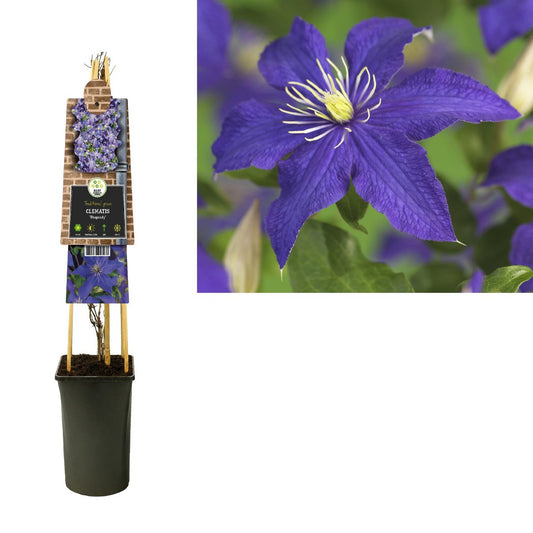 Clematis 'Rhapsody' +3.0 Label | [P17-H75]