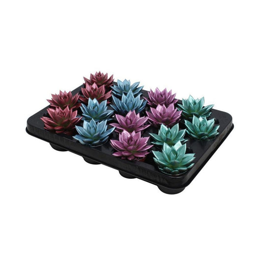 Echeveria Coloured Metallic Mix - 16 stuks - Ø6cm - ↕8cm