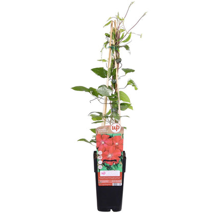 Clematis Rouge Cardinal - ↕65cm - Ø15
