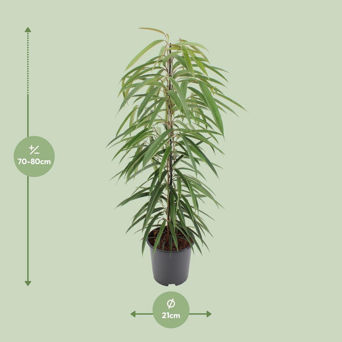 Ficus Binnendijkii Alii - 80cm - 21ø