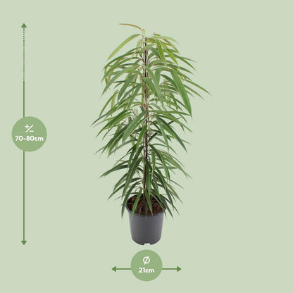 Ficus Binnendijkii Alii - 80cm - 21ø