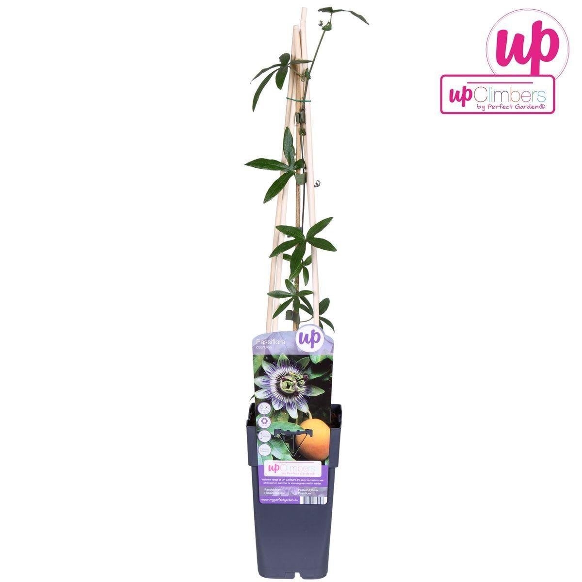 Passiflora blue - ↨65cm - ø15