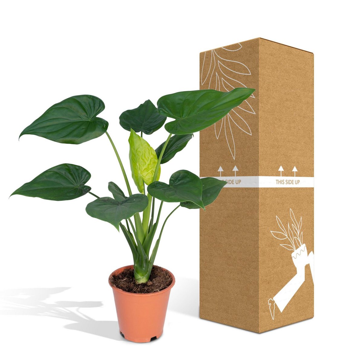 Alocasia Cucullata - Elephant's ear - Ø19cm -↕ 55cm