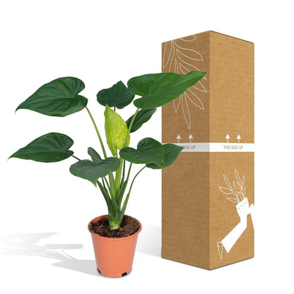 Alocasia Cucullata - Elephant's ear - Ø19cm -↕ 55cm