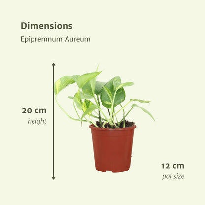 Epipremnum Aureum - 4 pieces - ø12cm - ↕20cm