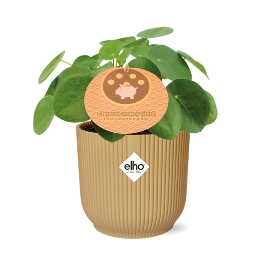 Pilea Peperomioides 12cm in ELHO Vibes Fold 14cm geel