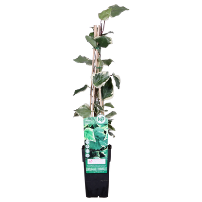 Hedera algeriensis 'Gloire de Maren' - ↕65cm - Ø15