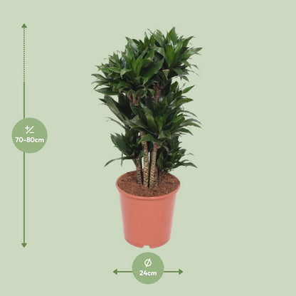 Dracaena Compacta | [P24-H80]