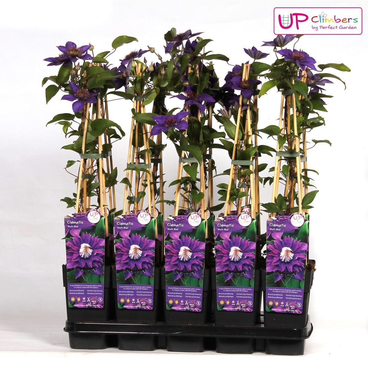 Clematis Multi Blue - ↕65cm - Ø15