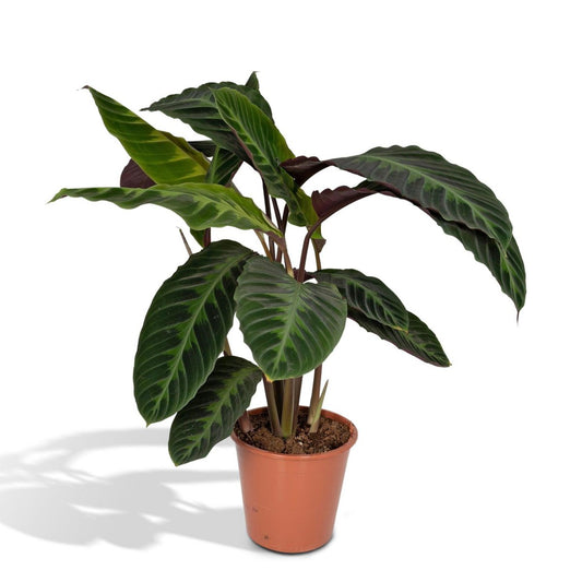 Calathea Warscewiczii - Peacock plant - Ø19cm - ↕70cm