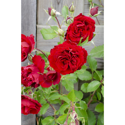 3x - Rosa Crazy in love 'Red' - ↨65cm,Ø15