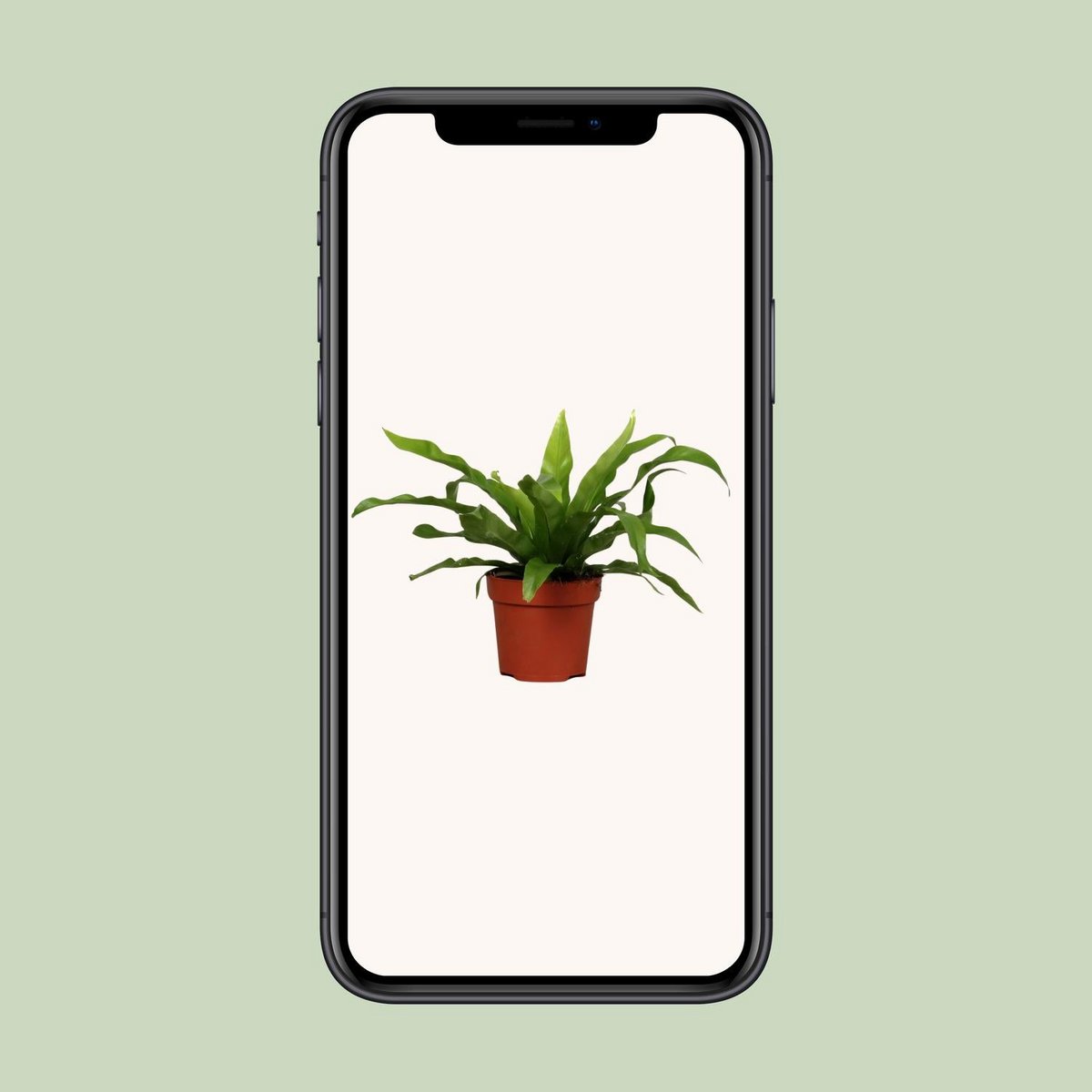 JGROOT [P12-H25] Asplenium Antiquum