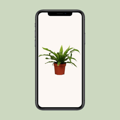 JGROOT [P12-H25] Asplenium Antiquum