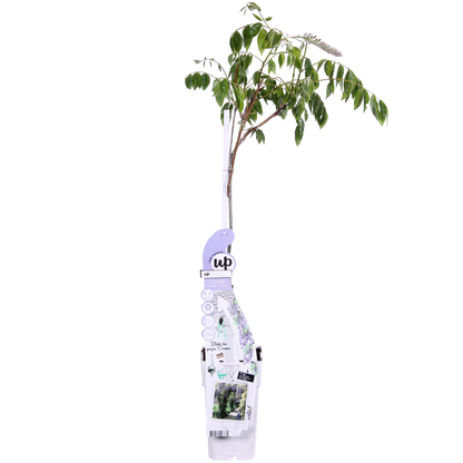 Wisteria Sinensis Caroline - Purple rain - Ø15cm - ↕65cm