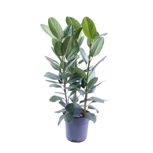 Ficus Audrey Tuft 3 cuttings - Ø27cm - ↕105cm