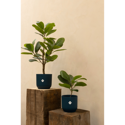 Ficus Artificial plant 35cm