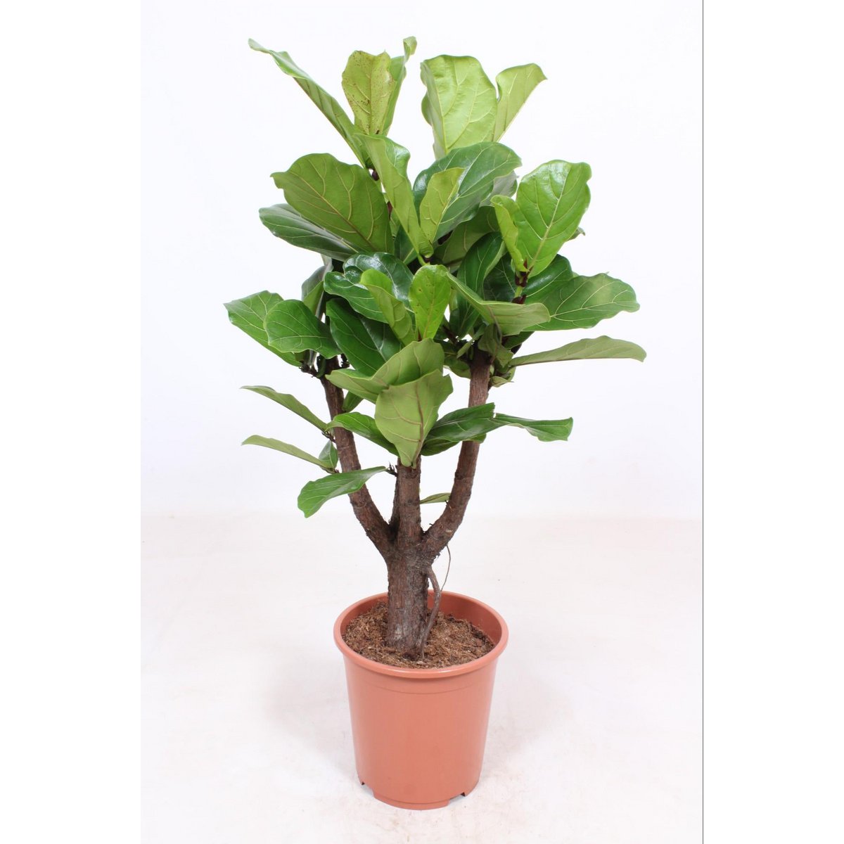 Ficus Lyrata branched | [P27-H120]