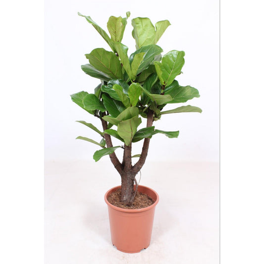 Ficus Lyrata branched | [P27-H120]