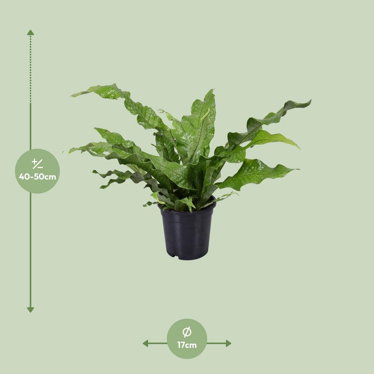 Microsorum Crocodyllus | [P17-H45]