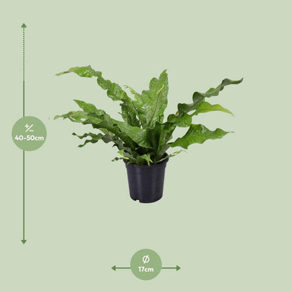 Microsorum Crocodyllus | [P17-H45]