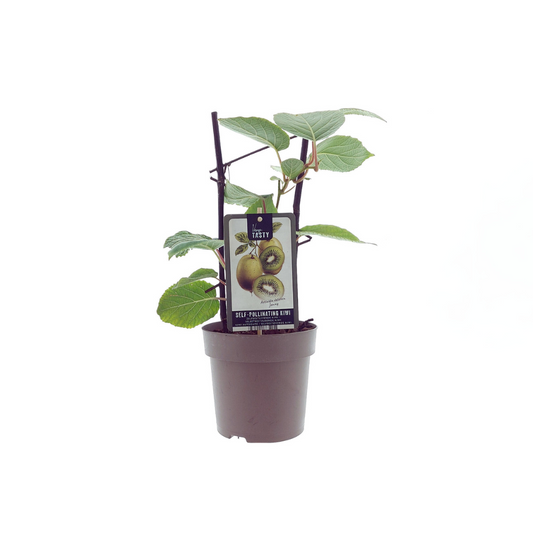 Actinidia Jenny - Ø15cm - ↕40cm
