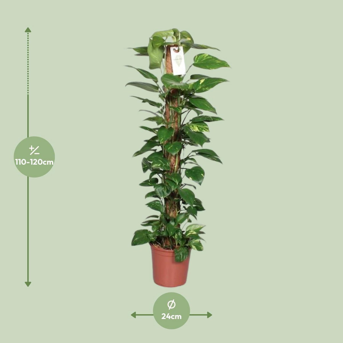 Epipremnum Pinnatum Mosstok 120cm Scindapsus - Ø24cm - ↕120cm